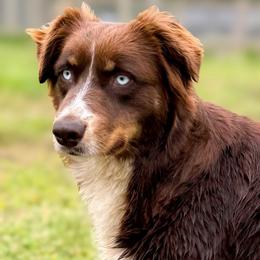 Cricket - Australian Shepherd