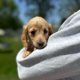 Giabella Cream - Cream female Dachshund puppy in Mansfield, Ohio from Ohio House of Frenchies