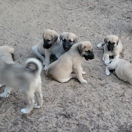 Anatolian Shepherd Dog Puppies from Sanjo Farm