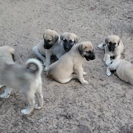 Anatolian Shepherd Dog Puppies from Sanjo Farm