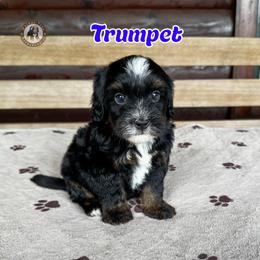 Trumpet - Tri-color male Bernedoodle puppy in Banner Elk, North Carolina from Walnut Tree Bernedoodles