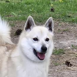 Tessa - Norwegian Buhund