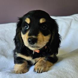 Black and Cream Lena - Black and cream female Dachshund puppy in Parkersburg, West Virginia from Bourbon Barrel Ridge Doxies