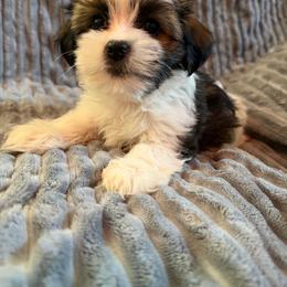 White collar - Black and white female Shorkie puppy in Staten Island, New York from Sensational Shorkies