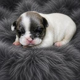 Pongo - Fawn and white male French Bulldog puppy in Maplewood, New Jersey from Poos&Bulls Keepsake