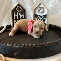 Stripes - Peach Collar Female - Red  female Goldendoodle puppy in Bradenton, Florida from Suncoast Goldendoodles
