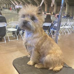 Sophia - Cairn Terrier