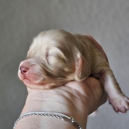Boy 3 - Cream male Dachshund puppy in Pasco, Washington from Loyal Lil Dachshunds