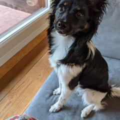 Cavalier King Charles Spaniel, Cocker Spaniel, and Xoloitzcuintli All Grown Up from Shasta Spots and Solids