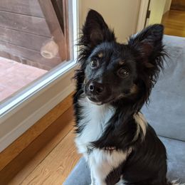 Cavalier King Charles Spaniel, Cocker Spaniel, and Xoloitzcuintli All Grown Up from Shasta Spots and Solids