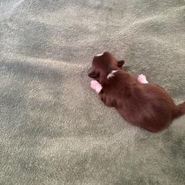 Sam - Liver and white male Shih Tzu puppy in Buffalo, New York from Irish Eyes ShihTzu
