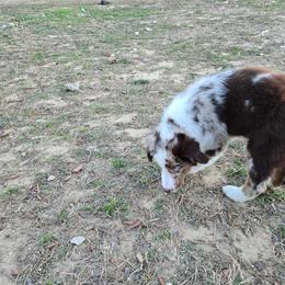 Alan 2 - Red & white male Australian Shepherd puppy in Weatherford, Texas from MicKenna Ridge Ranch