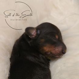 Dachshund Puppies from Salt of the Earth Dachshunds