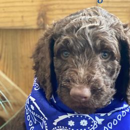 Boy 3 - Chocolate Australian Labradoodle puppy in Kingwood, Texas from Big Tex Australian Labradoodles