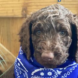 Boy 3 - Chocolate Australian Labradoodle puppy in Kingwood, Texas from Big Tex Australian Labradoodles