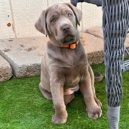 Orange collar - Silver female Dilute Retriever puppy in Valley Center, California from Stunning Silver Bullets Labradors