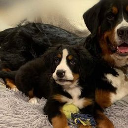 Bernese Mountain Dogs from Wanderlust Bernese Mountain Dogs