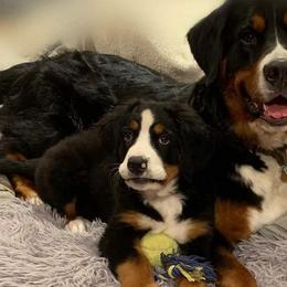 Bernese Mountain Dogs from Wanderlust Bernese Mountain Dogs