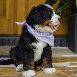 Bronco - Tri-color male Bernedoodle puppy in Trussville, Alabama from Nova Valley Puppies