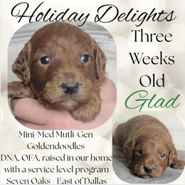Glad - Red  male Goldendoodle puppy in Scurry, Texas from 07 Seven Oaks Goldens and Doodles