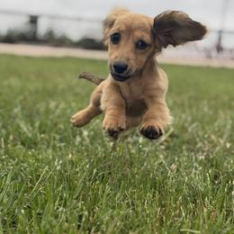 Neve - Cream female Dachshund puppy in Pflugerville, Texas from Dream A Dream Dachshunds