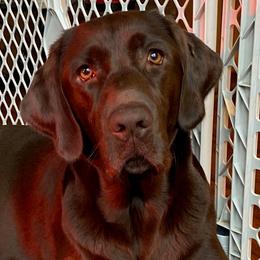 Labrador Retrievers from Goshen Swamp Retrievers