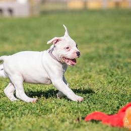 Staffordshire Bull Terrier Puppies from Vivace Staffords