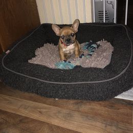 French Bulldog Puppies from 805 Founding Frenchies