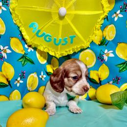 August - Sable male Dachshund puppy in Somerset, Pennsylvania from Rae’s Dapper Dachshunds