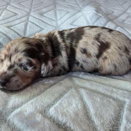 Hazel - Dapple female Dachshund puppy in Tucson, Arizona from Joplin's Hippo House