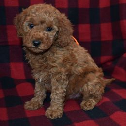 Gus - Red  male Goldendoodle puppy in Jasper, Indiana from Hilltop Pups LLC