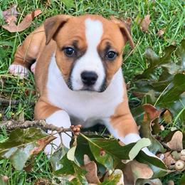 Rachel - Red female American Staffordshire Terrier puppy in Marietta, Georgia from Ambition Amstaffs
