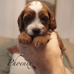 Phoenix - Red  male Goldendoodle puppy in Acworth, Georgia from Cedarcrest Goldendoodles