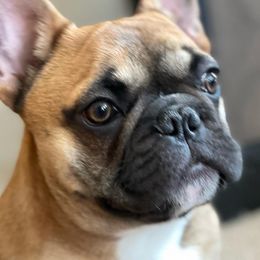 French Bulldogs from Family of Frenchies