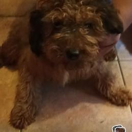 Violet - Brown female Cavapoo puppy in East Providence, Rhode Island from Marta's Cavaliers