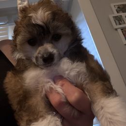 Mia - Cream female Chinese Crested puppy in Dublin, California from Show Style Chinese Cresteds