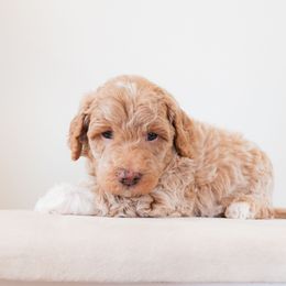 Jasper - Sable male Goldendoodle puppy in Tucson, Arizona from Ever After Doodles Arizona