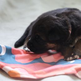German Shepherd Puppies from Milestone GSDs