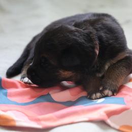 German Shepherd Puppies from Milestone GSDs