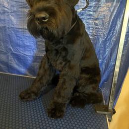 Giant Schnauzer Puppies from Elevated Pearl Giants