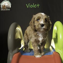 Violet - Apricot female Australian Labradoodle puppy in Cashmere, Washington from Mountain Home Doodles