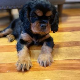 Cavalier King Charles Spaniel Puppies from Carter Woods Cavaliers