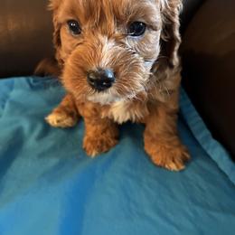 Jethro - Brown male Cavapoo puppy in Burke, New York from Patti’s Puppies