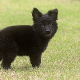 German Shepherd Puppies from Vom Anfang German Shepherds