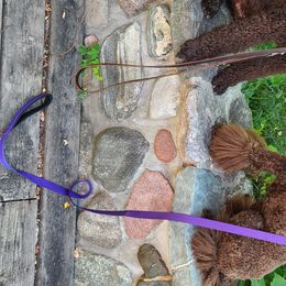 Poodle Puppies from My Buddies Puppies