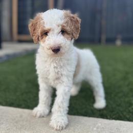 Ms. Teal - Brown and white female Aussiedoodle puppy in San Antonio, Texas from Lovable Doodles SA