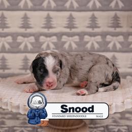 Snood - Blue merle and white male Sheepadoodle puppy in Cleveland, Tennessee from Narrow Path Old English & Sheepadoodles