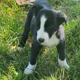 Boy 458 - Black and white male Border Collie puppy in Temecula, California from West Coast Border Collies