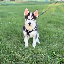 Flynn - Black and white male Pomsky puppy in Lewiston, Minnesota from Family Pomsky