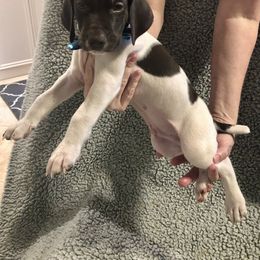 German Shorthaired Pointer Puppies from Blue Mountain GSP's